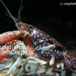 CK-Procambarus hirsutus-6