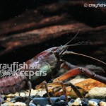 CK-Procambarus llamassi-6