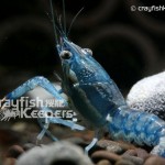 CK-Procambarus ouachitae-2
