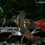 CK-Procambarus pygmaeus-2