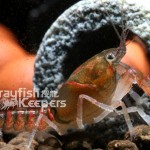 CK-Procambarus pygmaeus-5