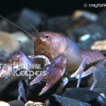 CK-Procambarus rogersi-2