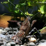 CK-Procambarus spiculifer-1