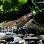 CK-Procambarus spiculifer-3