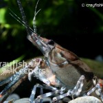 CK-Procambarus spiculifer-4