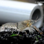 CK-Procambarus tulanei-1