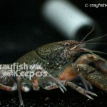 CK-Procambarus tulanei-5