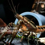 CK-Procambarus versutus-2