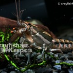 CK-Procambarus versutus-4