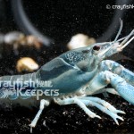 CK-Procambarus vioscai-1