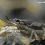 CK-Procambarus vioscai-3