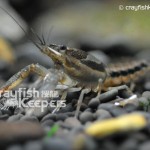 CK-Procambarus vioscai-4