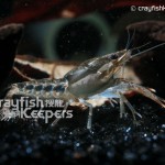 Procambarus dupratzi-ck1