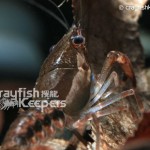Procambarus dupratzi-ck3