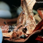 Procambarus dupratzi-ck4