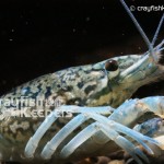 CK-Marble Crayfish-1